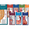 Set Of All 8 Study Guides - Illustrated Pocket Anatomy