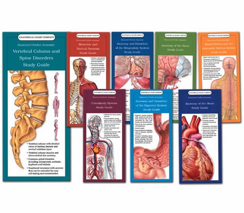 Set Of All 8 Study Guides - Illustrated Pocket Anatomy