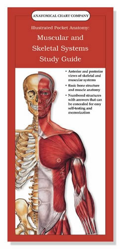 Muscular and Skeletal Systems Study Guide