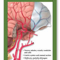 Anatomy of the Brain Study Guide