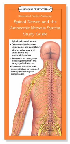 Spinal Nerves and the Autonomic Nervous System Study Guide