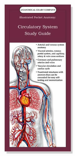 Circulatory System Study Guide