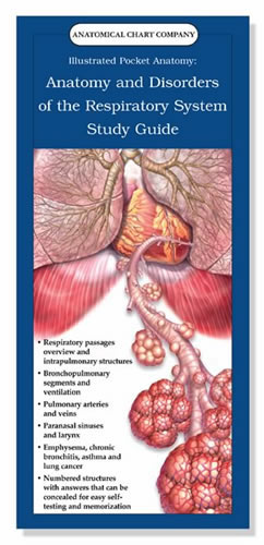 Respiratory System and Disorders Study Guide
