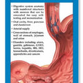 Anatomy and Disorders of the Digestive System Study Guide