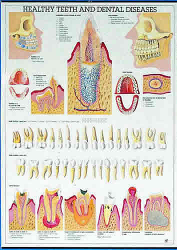 Healthy Teeth & Dental Disease