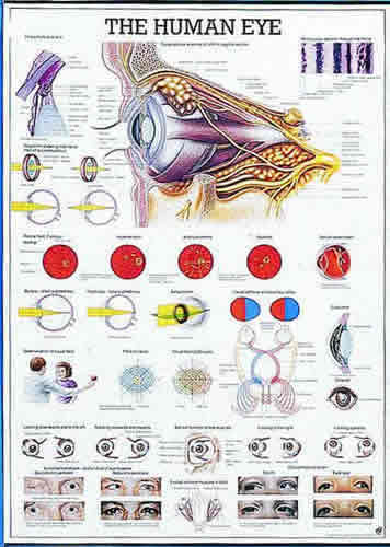 The Human Eye Chart