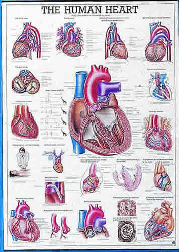 The Human Heart Chart