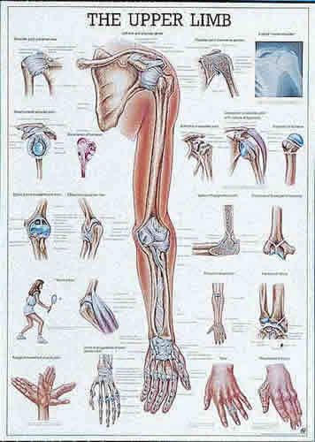 The Upper Limb Chart