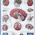 The Human Brain Chart