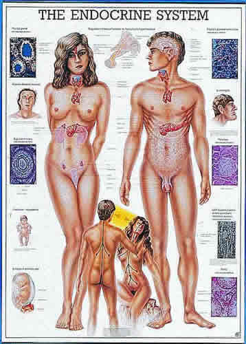 Endocrine System Chart