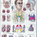 The Respiratory System Chart