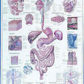 The Digestive Tract Chart