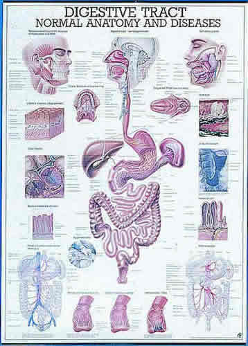 The Digestive Tract Chart