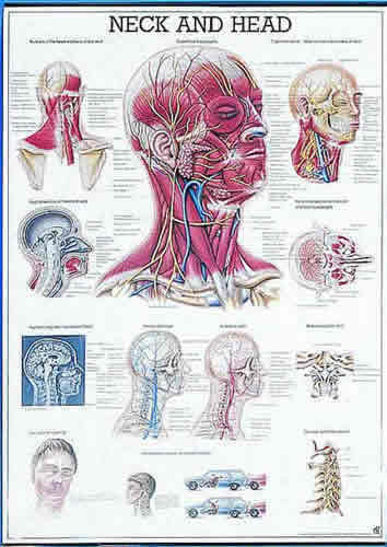 The Head And Neck Chart