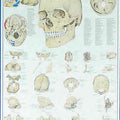 The Human Skull Chart