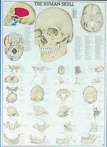 The Human Skull Chart