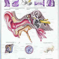 The Human Ear Chart