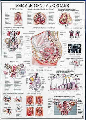 Female Genital Organs Chart