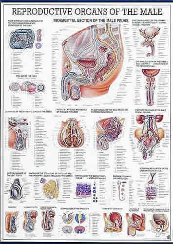 Reproductive Organs Of The Male