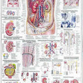 Kidney & Ureter Chart