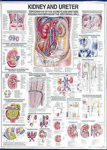 Kidney & Ureter Chart