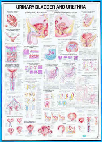 Urinary Bladder & Ureter Chart