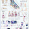 Healthy & Diseased Feet Chart