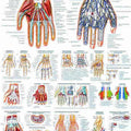 The Human Hand Chart