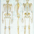 The Human Skeleton