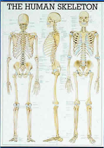 The Human Skeleton