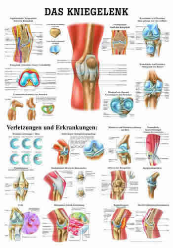 The Knee Joint Chart