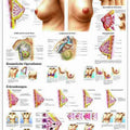 The Female Breast Chart