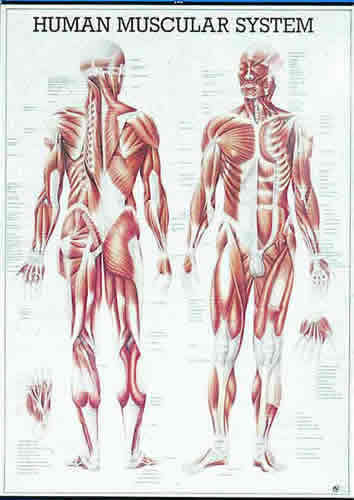 Human Muscular System Chart
