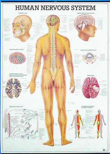 Human Nervous System Chart