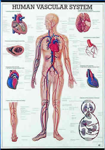 Human Vascular System Chart