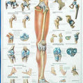 Lower Limb Chart