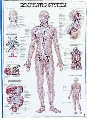 Lymphatic System Chart