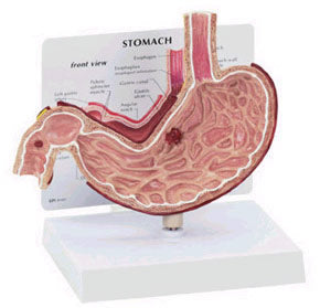 Stomach Budget Model