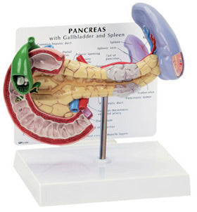 Pancreas/Gallbladder/Spleen Budget Model