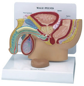 Male Pelvis w/Prostate Budget Model