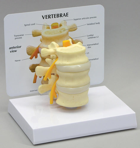 Basic Vertebrae - Budget Model