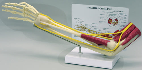 Muscled Elbow - Budget Model