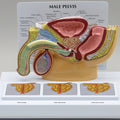 Male Pelvis Cross Section - Budget Model