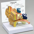 Ear, Child - Budget Model