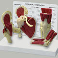 Miniature Joints, Muscled Set of 4, Budget Model