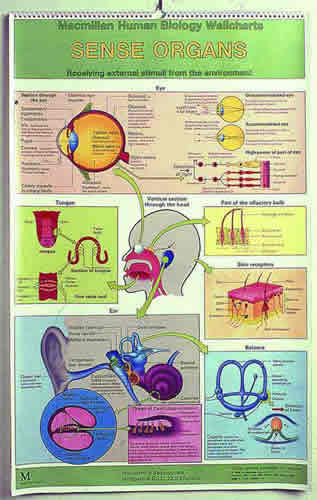 Simple Anatomy Flip Chart