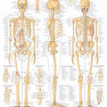 Skeletal System Chart
