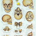 The Human Skull Chart