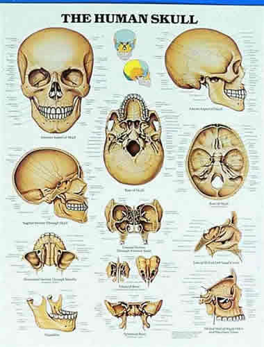 The Human Skull Chart