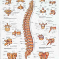 Vertebral Column Chart